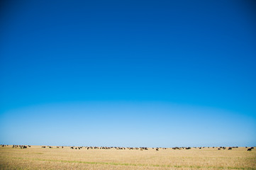 Flock of sheep on the meadow