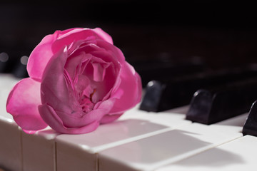 Fototapeta premium pink beautiful rose on piano keyboard. Music background, closeup, side view