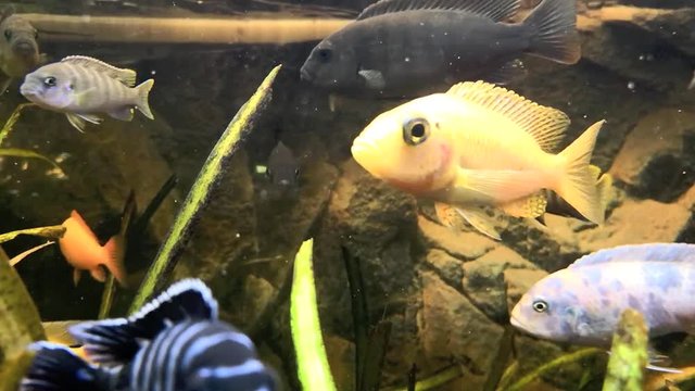 Malawi Buntbarsche Maulbr&uuml;ter im Aquarium