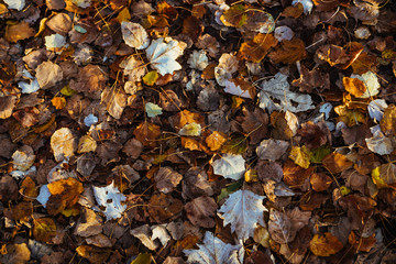 Beautiful autumn leaf rug