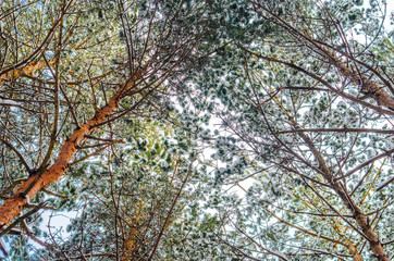 Pine forest winter background. Branches and trunks of pine trees covered with snow in the winter forest