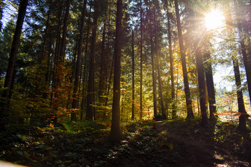 Fototapeta na wymiar autumn in the forest