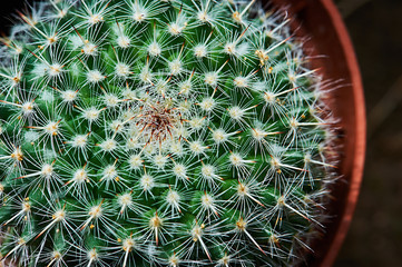 Prickly pear cactus plant close-up