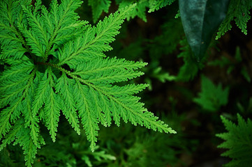 Selaginella branch in the forest