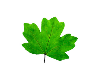 Green Maple Leaf isolated on white background. Clipping path included.