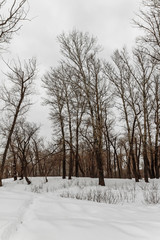winter forest with trees covered with snow