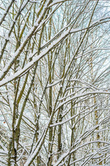 Forest winter background. Branches and trunks of trees covered with snow in the winter forest