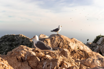 Seagulls walking by the Peñon de Ifach calmly, in their home. Photography made in Calpe, Alicante, Spain.