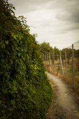 Camino rural