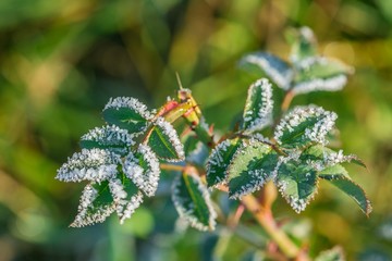 Dog rose leaves covered with white crystals of ice growing in a garden, freezing sunny bright November morning, blurry brown, green, orange, yellow grass in background