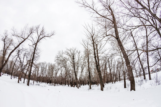 winter forest with trees covered with snow