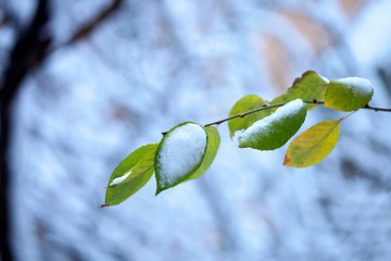winter garden under snow