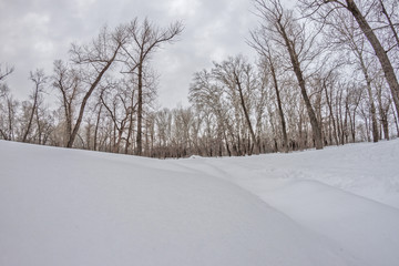 Obraz premium winter forest with trees covered with snow