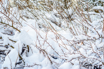 Shrubs and plants covered with a thick layer of snow. Winter weather abstract background