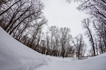 winter forest with trees covered with snow