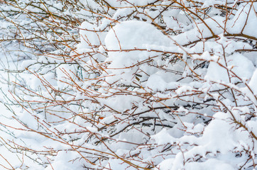 Shrubs and plants covered with a thick layer of snow. Winter weather abstract background