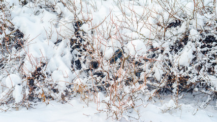 Shrubs and plants covered with a thick layer of snow. Winter weather abstract background