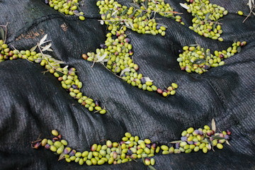 raccolta olive