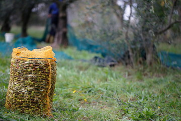 raccolta olive