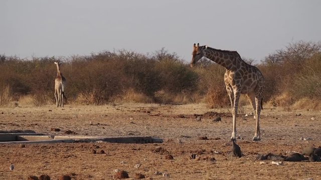Namibia - Etoscha Nationalpark - Giraffe