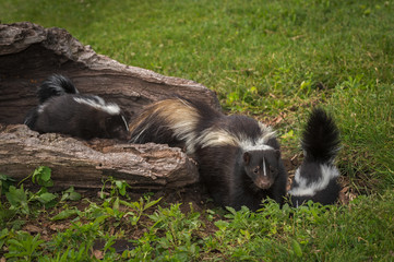 Striped Skunk (Mephitis mephitis) and Kits Stand at End of Log