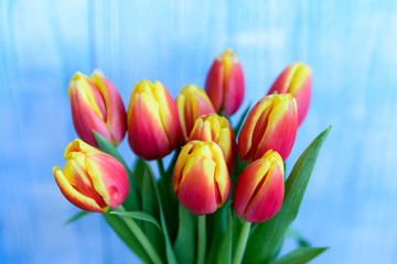 Fototapeta premium Bouquet red and yellow tulips on blue background. Selective focus.
