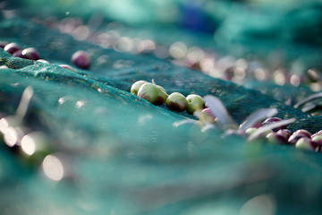 raccolta olive