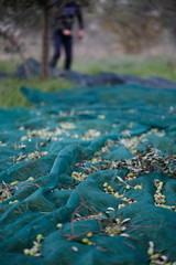 raccolta olive