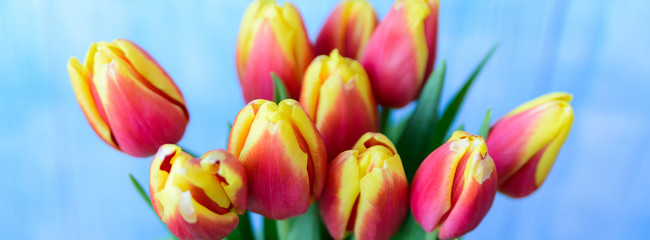 Fototapeta premium Bouquet red and yellow tulips on blue background. Selective focus. Banner