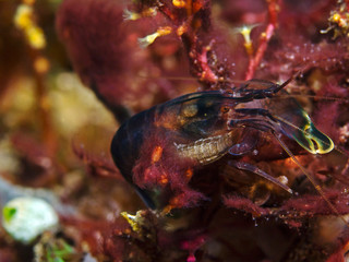 Deman`s snapping shrimp with isopod (Synalpheus demani)