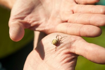 Obraz premium little spider on man's palm. close-up photo
