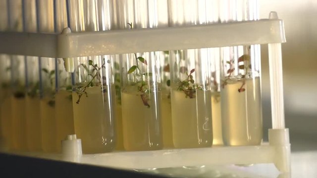 Laboratory of microclonal reproduction. "In vitro"  micro-breeding technology. Meristem laboratory for growing virus-free planting material.