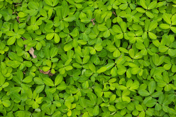 folhas verdes rasteiras