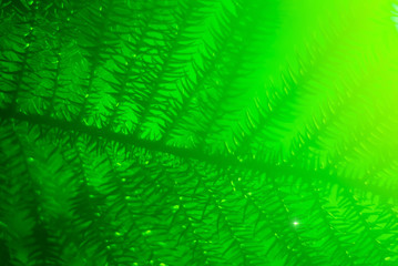 green blurred floral background with araucaria branch