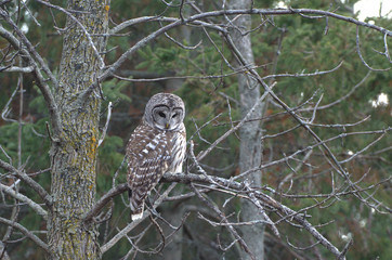 Barred Owl in forest