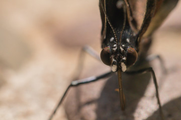 Macro a Great Eggfly Hypolimnas bolina jacintha butterfly.A butterfly and flower in the garden.