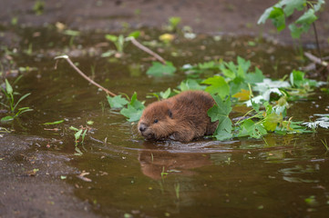 North American Beaver (Castor canadensis) Kit Splashes in Puddle