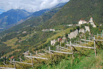 Panorama view on valleys and mountains in the italian alps standing in a vineyard