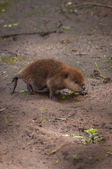 North American Beaver (Castor canadensis) Kit Walks Right