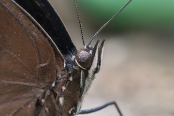 Macro a Great Eggfly Hypolimnas bolina jacintha butterfly.A butterfly and flower in the garden.