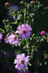 aster d'automne 