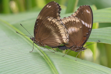 Hybrid Great Eggfly Hypolimnas bolina jacintha butterfly butterflies in the garden.Butterflies are breeding in nature background.