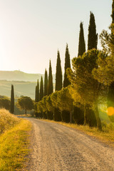 A lovely avenue along cypresses in the morning in the Tuscany, Italy