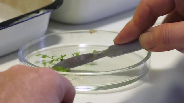 Clipping of leaves from the stem. In the petri dish. Cloning of the plants in a Petri dish. Microclonal reproduction of grapes. Method of apical meristems.  laboratory of biotechnology
