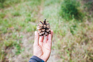 A pine cone in the palm.
