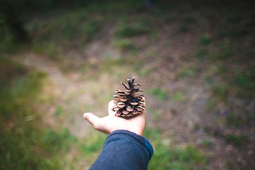 A pine cone in the palm.
