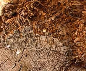 Fototapeta premium Stock Images
