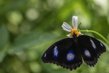 Macro a Great Eggfly Hypolimnas bolina jacintha butterfly.A butterfly and flower in the garden.