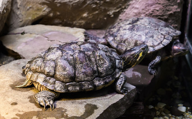 Cumberland slider turtle on a stone in closeup with another turtle in the background, a tropical...