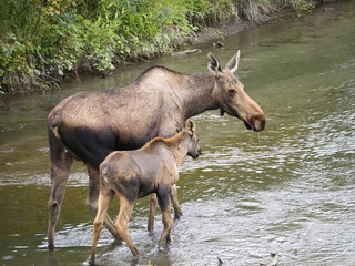 Elchkuh mit Jungem im Wasser